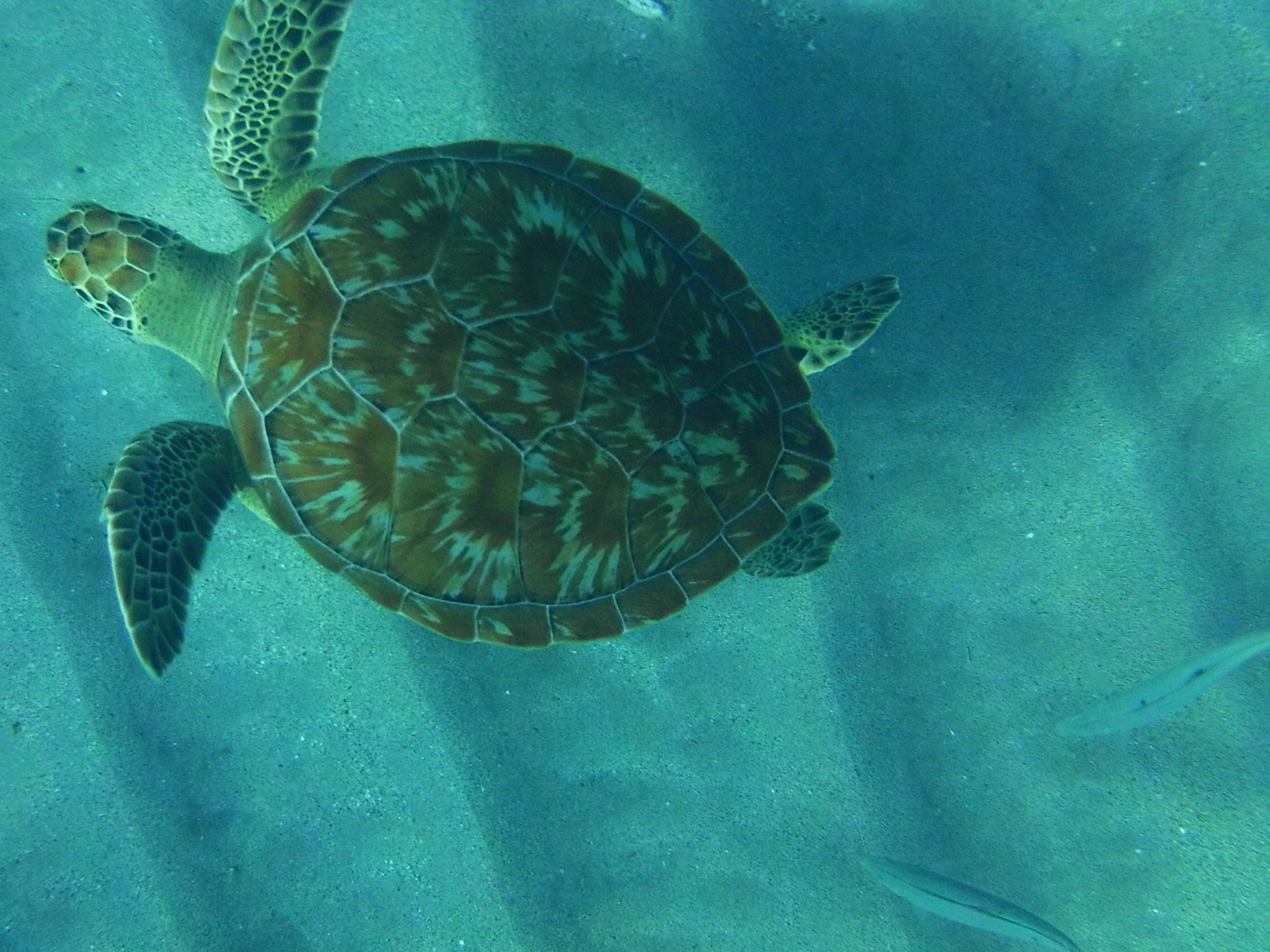 Snorkelen Playa Lagun